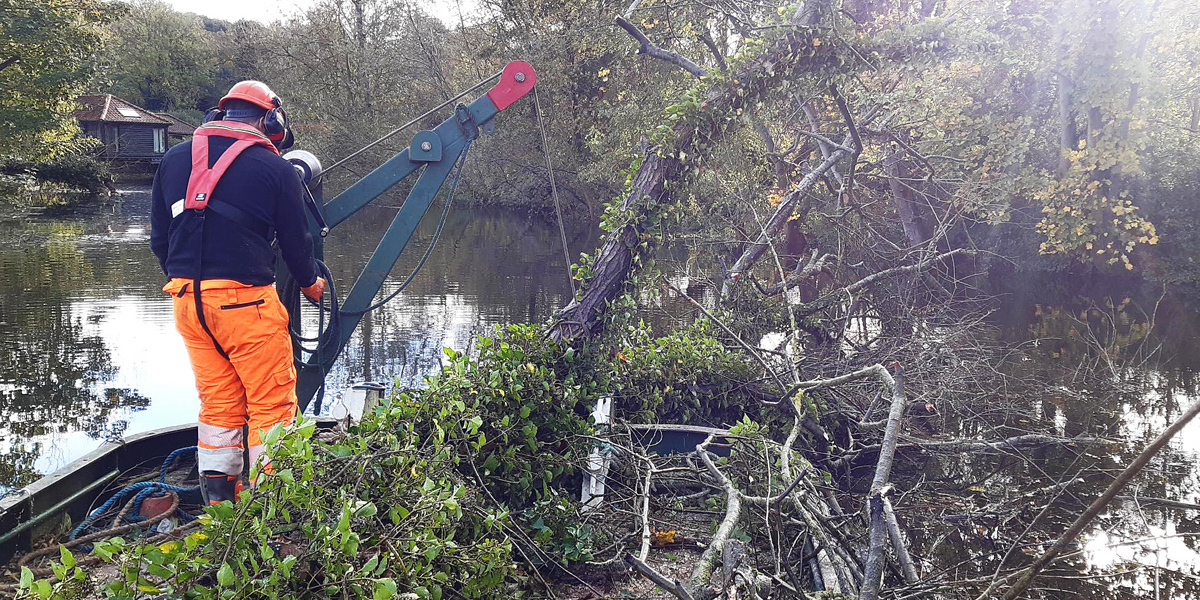 willow tree removal on the river yare