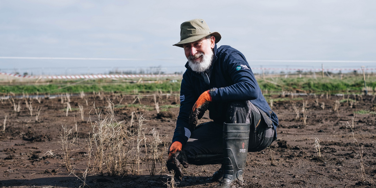 Horsey wetland planting thumbnail