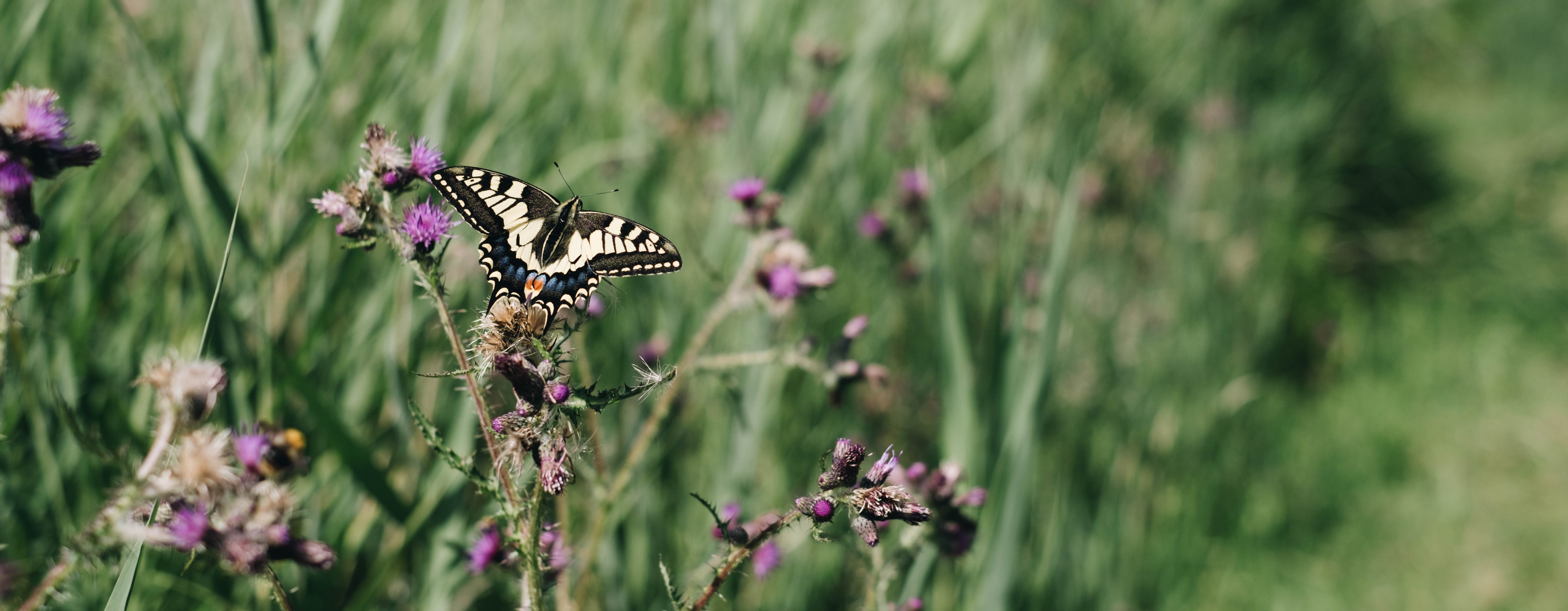 A yellow, black, red and blue-coloured swallowtail butterfly is perched facing away from the camera on a purple thistle. The butterfly is in-focus, whilst the background of vegetation and thistle flowers is out of focus, drawing attention to the striking appearance of the insect.