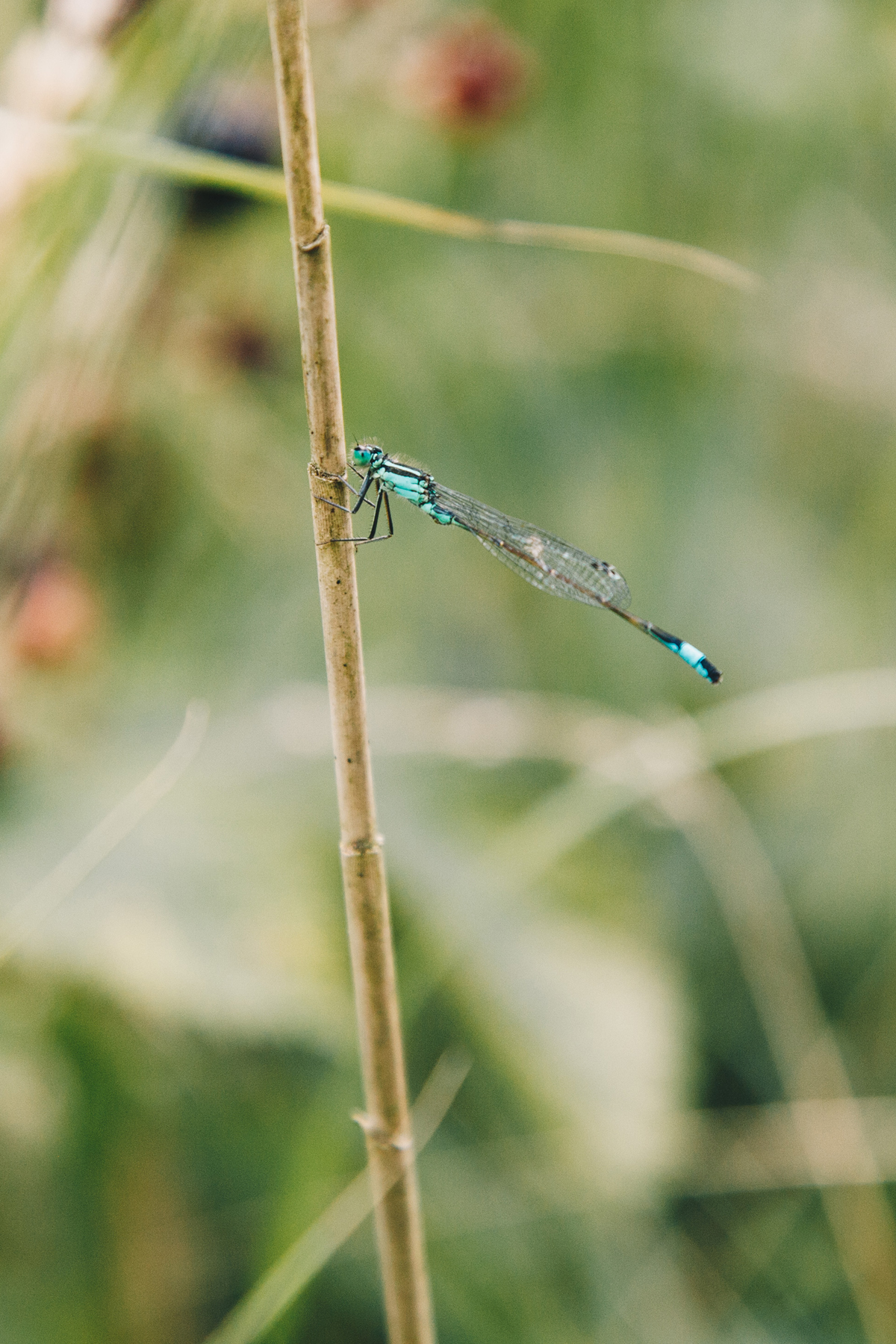 Damselfly perched in a reedbed damselfly