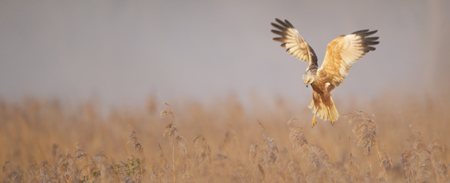 Marsh harrier