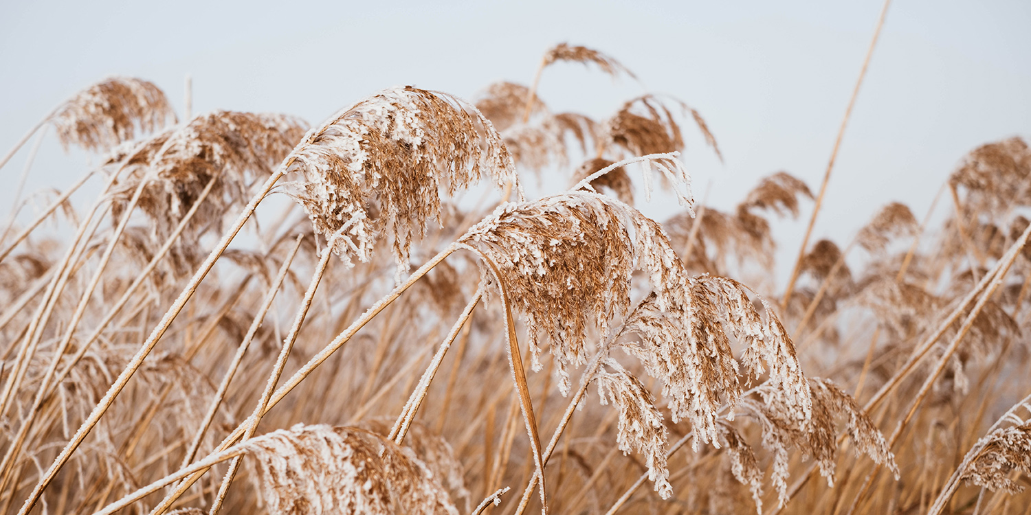 Golden, frost-covered reeds at Horsey under a pale winter sky.