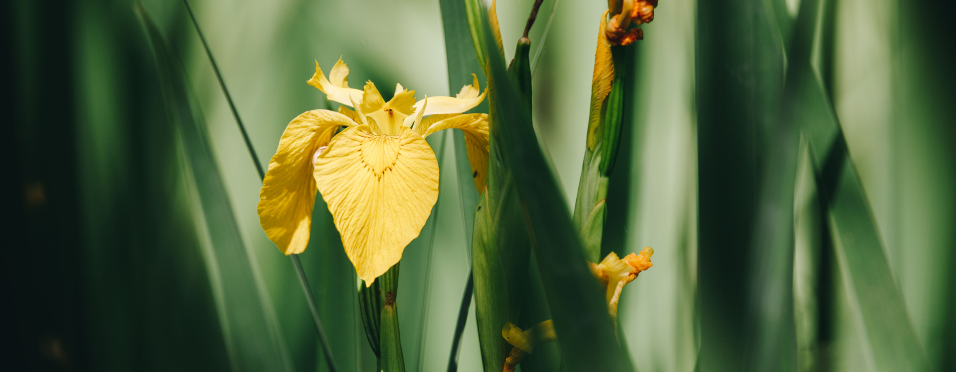 A yellow flag iris flower, with open teardrop shaped yellow petals surrounded by green strappy foliage. The image has been taken on a sunny day, creating vibrant colours and high contrast.