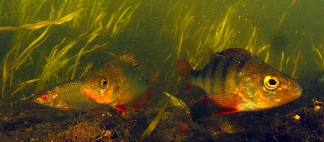 Perch Fish in clear water