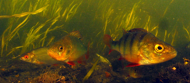 Fish in clear water