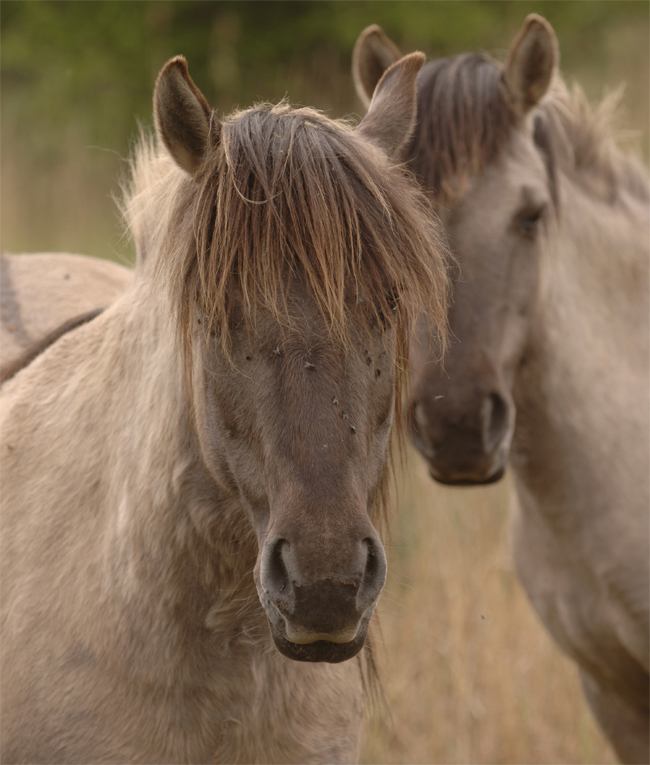 Grazing ponies