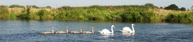 A line of swans