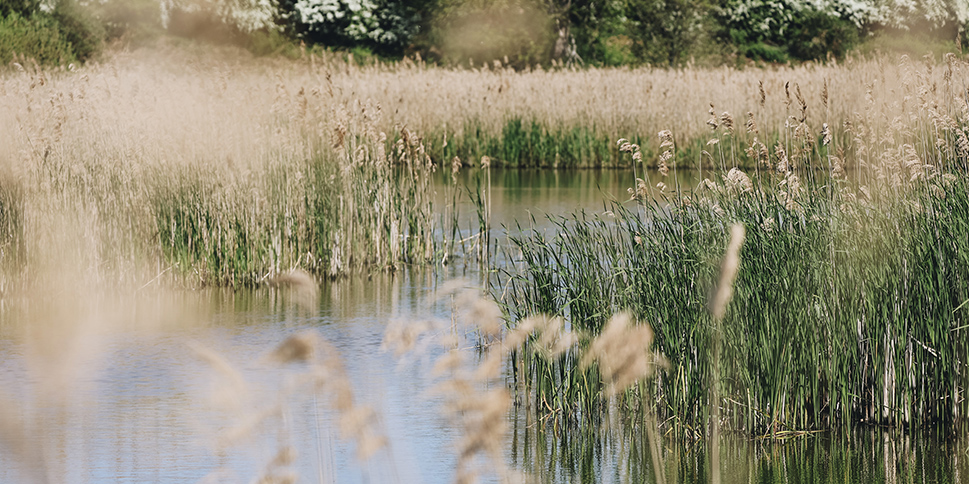 A calm drainage dyke bordered by tall reeds and grasses, with still water reflecting the surrounding vegetation and trees in a rural wetland landscape.
