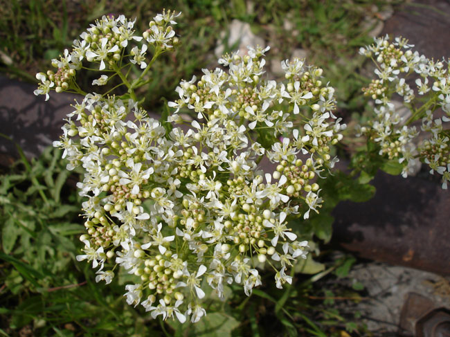 Meadowsweet