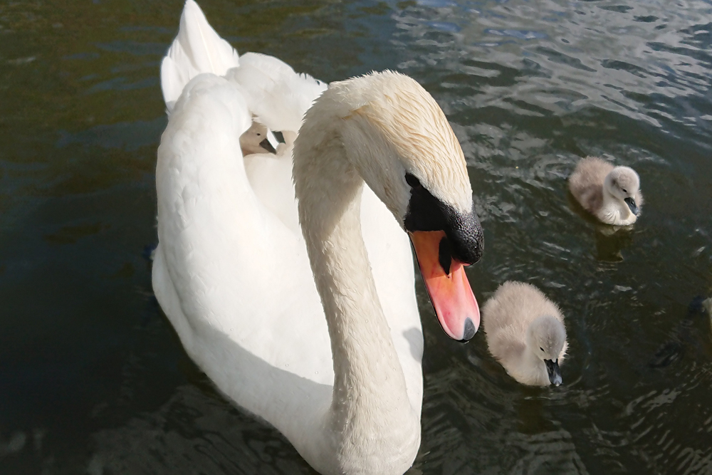 cygnets