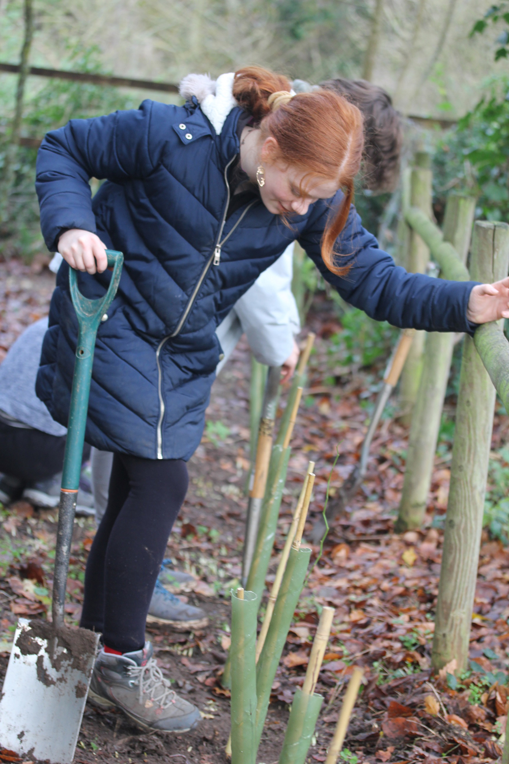 Hedge Planting by Notre Dame High School