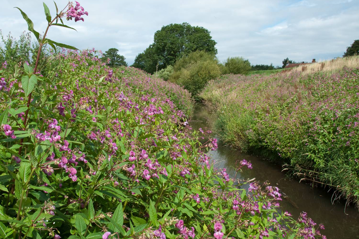 Himalayan Balsam in a dyke, with pink flowers