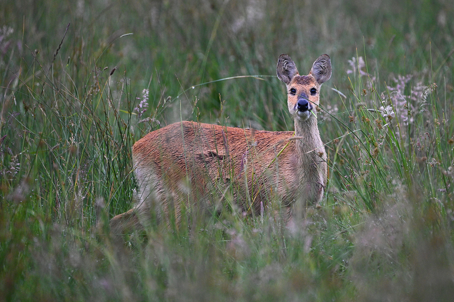 A chinese water deer looks towards the camera. It has brown-grey fur and visible tusks.