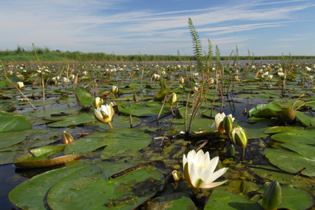 Waterlilies