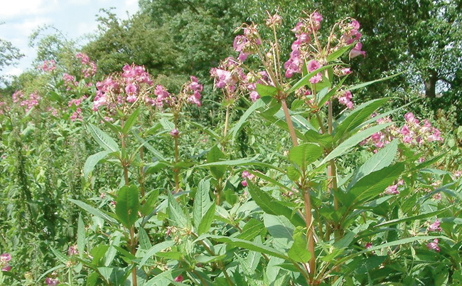 Himalayan balsam