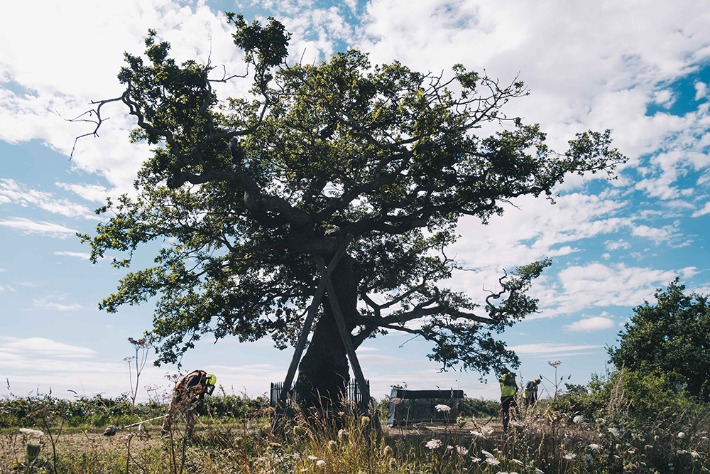 ketts oak