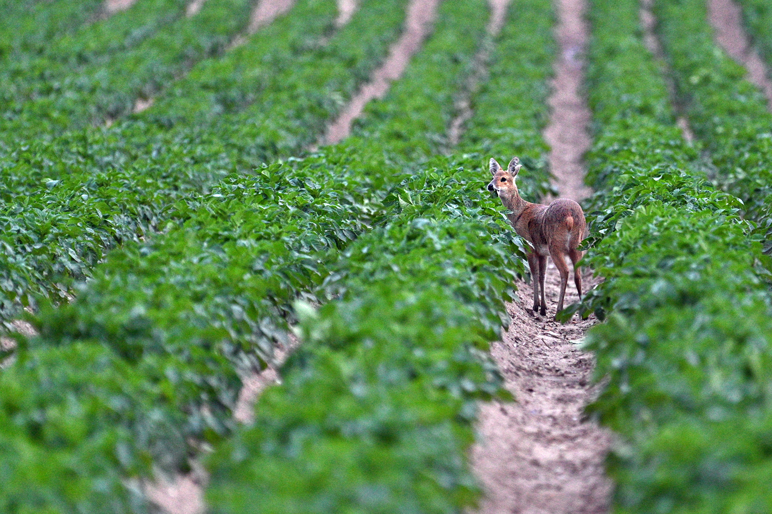 A chinese water deer stands between rows of green leafy crops in a cultivated field, looking back toward the camera. The neat rows stretch into the distance, creating a strong sense of depth and symmetry.