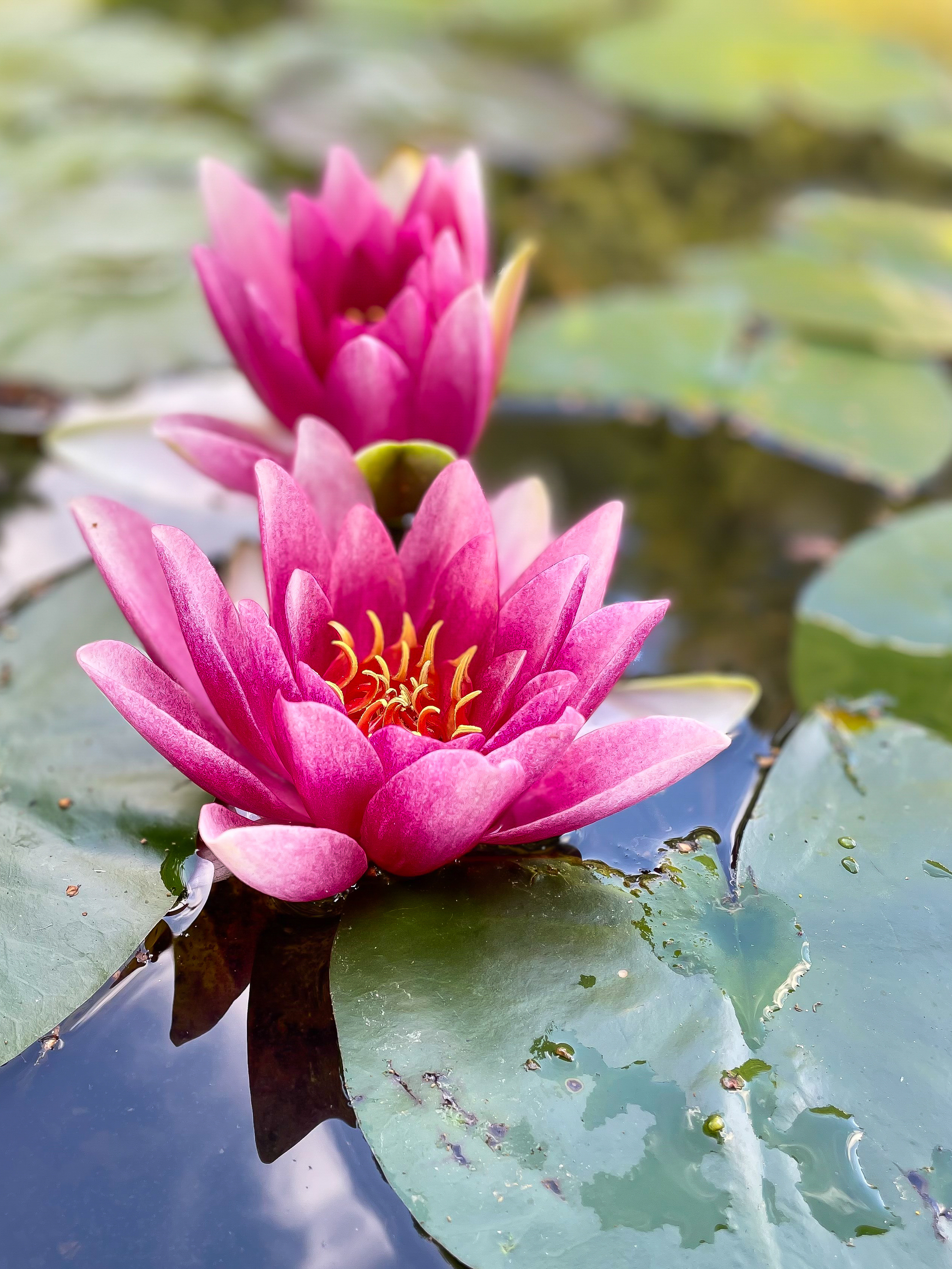 pink water lily floating on the water
