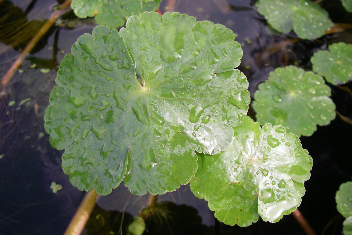 Floating pennywort leaf