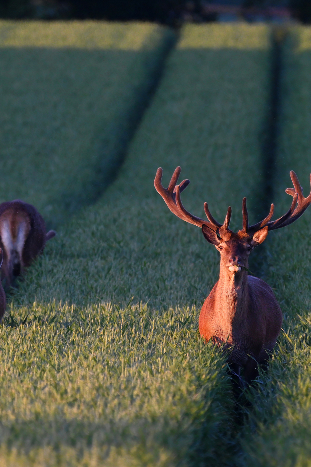 A red deer stag with large velvet-covered antlers stands in a green field of cereal crops, facing the camera. The warm light of sunset highlights its antlers and fur, while two other deer graze in the background.