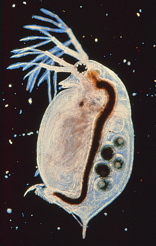 Water flea