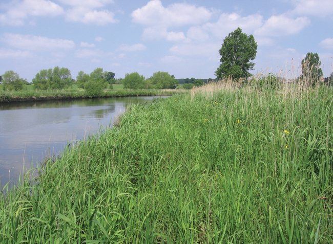 One year on after natural reed growth has established through the matting