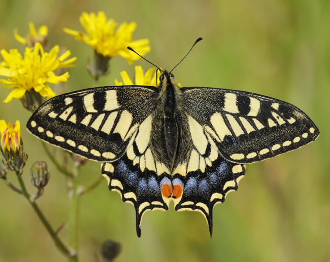 Swallowtail butterfly by Terry Whittaker/2020Vision