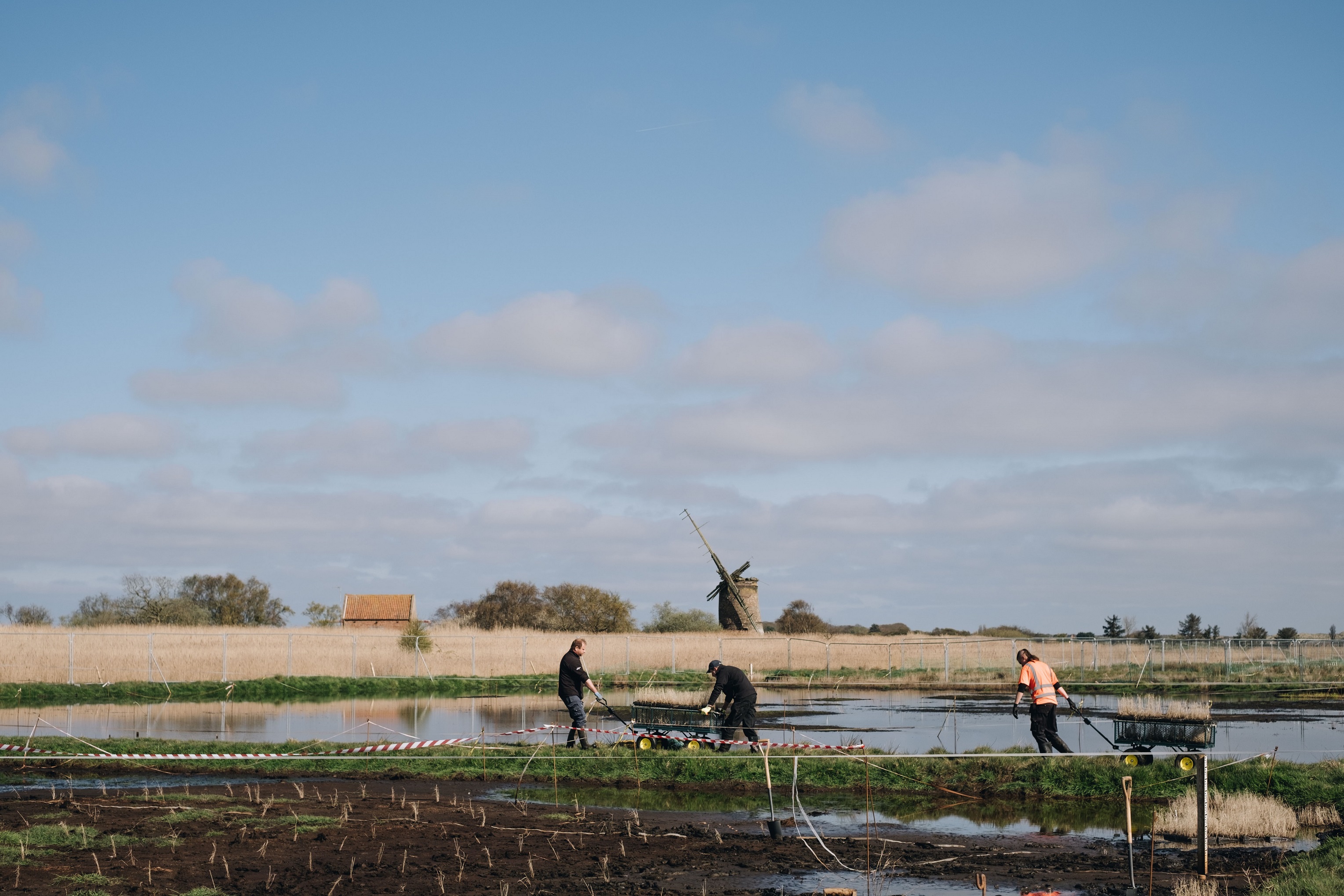 The Horsey wetland planting site