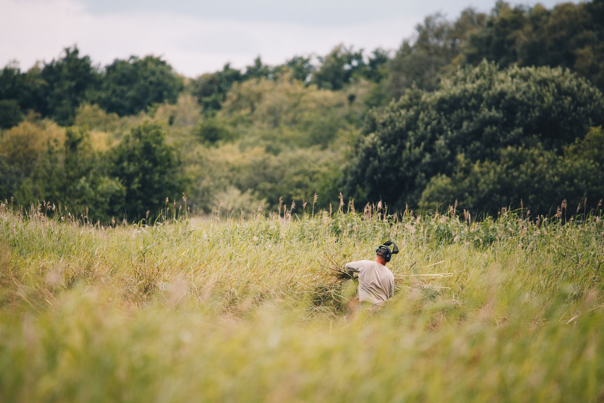 A reedcutter carrying a bundle of reed in the middle of a marsh on a sunny day