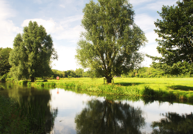 Riverside trees