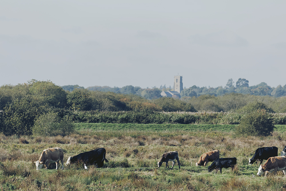 Cattle grazing near Upton A wide marshland landscape with tall grasses and patches of scrub, where several cows graze in the foreground. Behind them, dense green hedgerows and trees stretch across the scene. In the distance, a stone church tower rises above the treeline under a pale, lightly clouded sky.