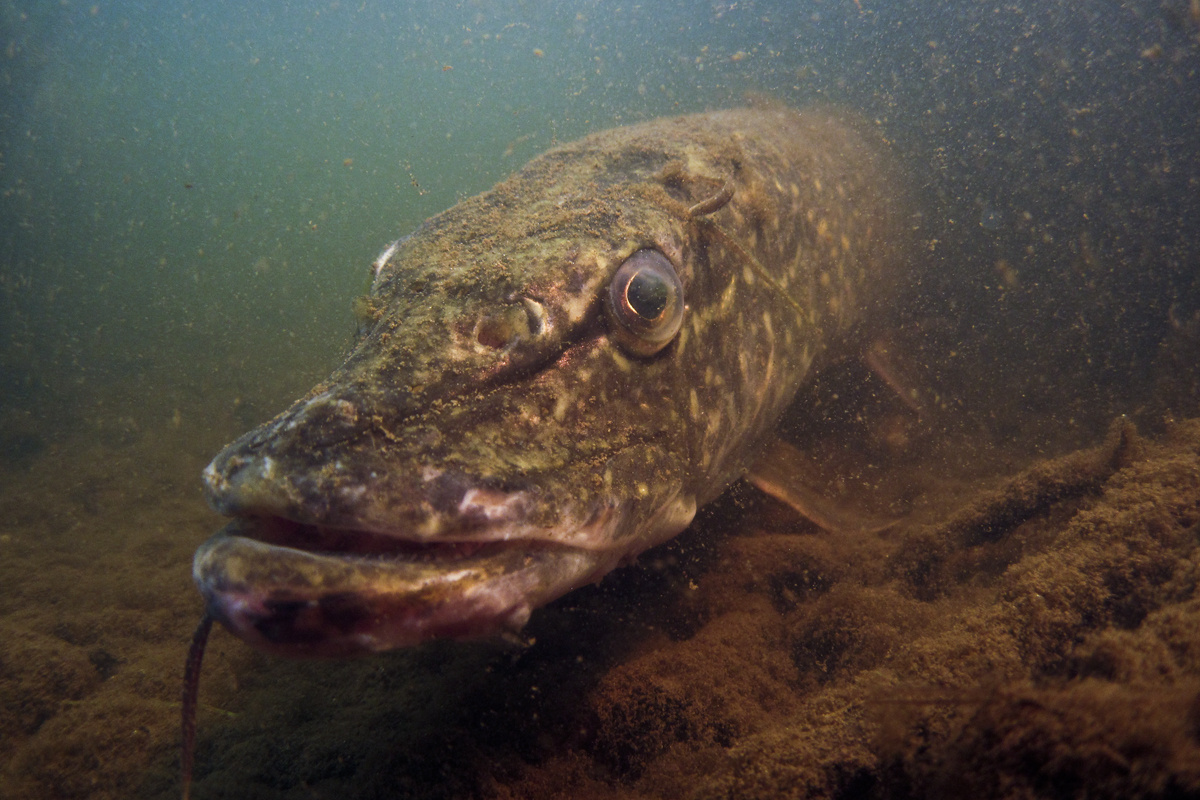 Pike underwater © Bertie Gregory/2020Vision