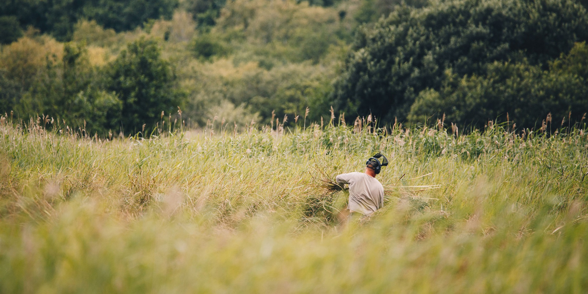 A reedcutter carrying a bundle of reed in the middle of a marsh on a sunny day