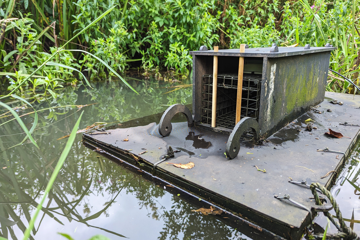A mink trap on the upper Bure river