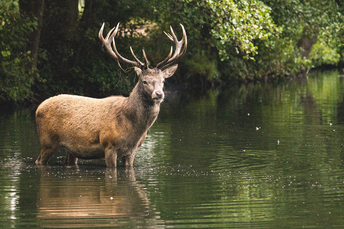 red deer standing in a body of water