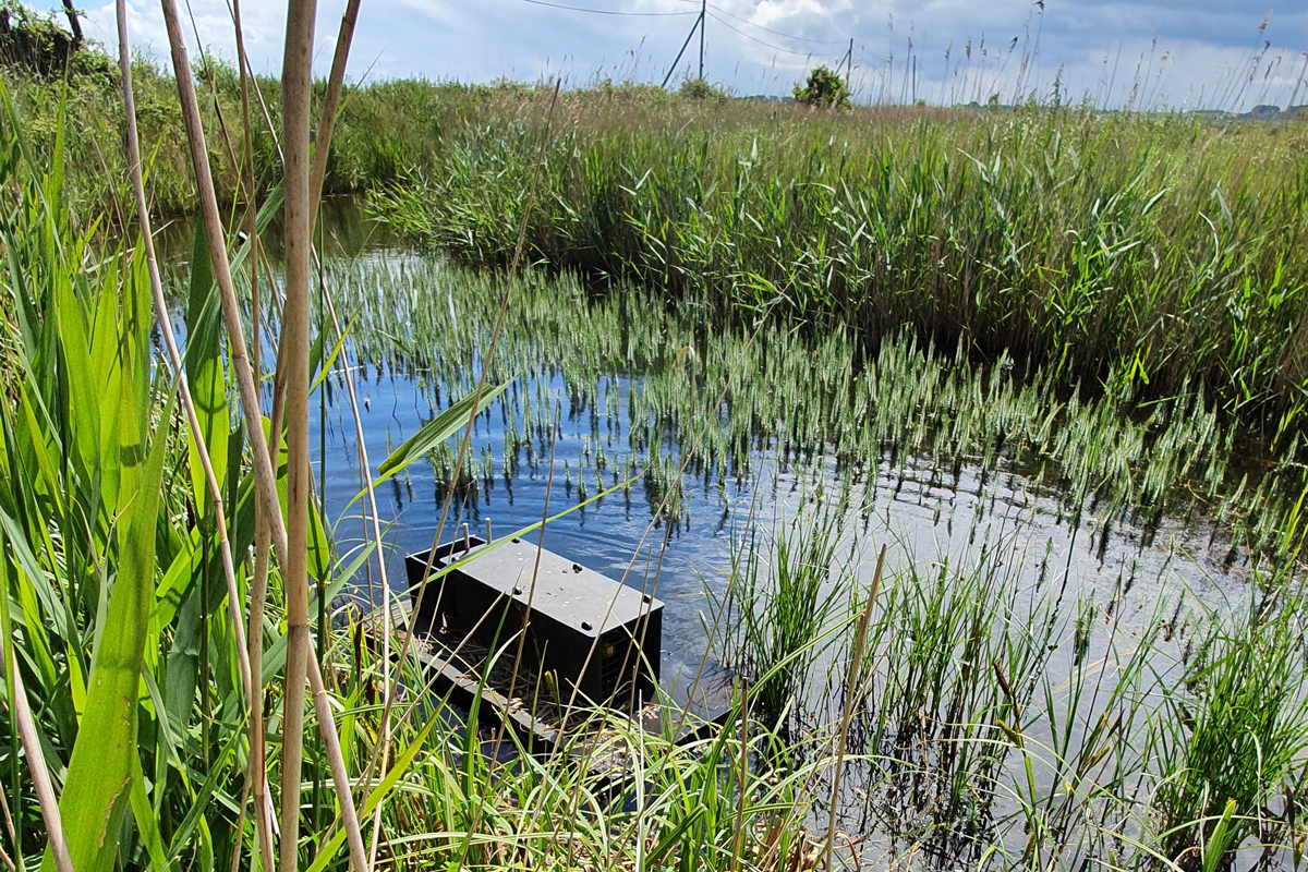a grey-coloured mink trap floating on a body of water surrounded by vegetation