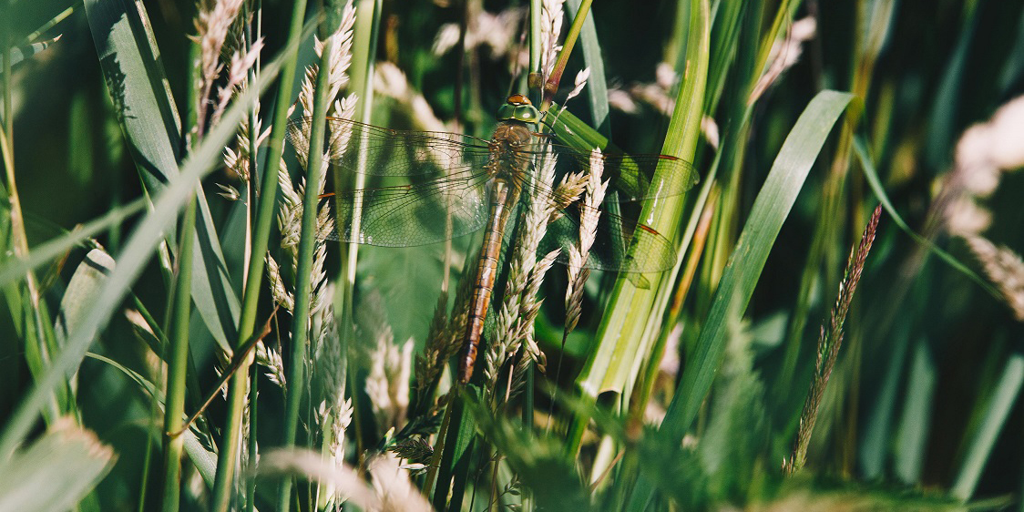 Norfolk Hawker perched on some vegetation