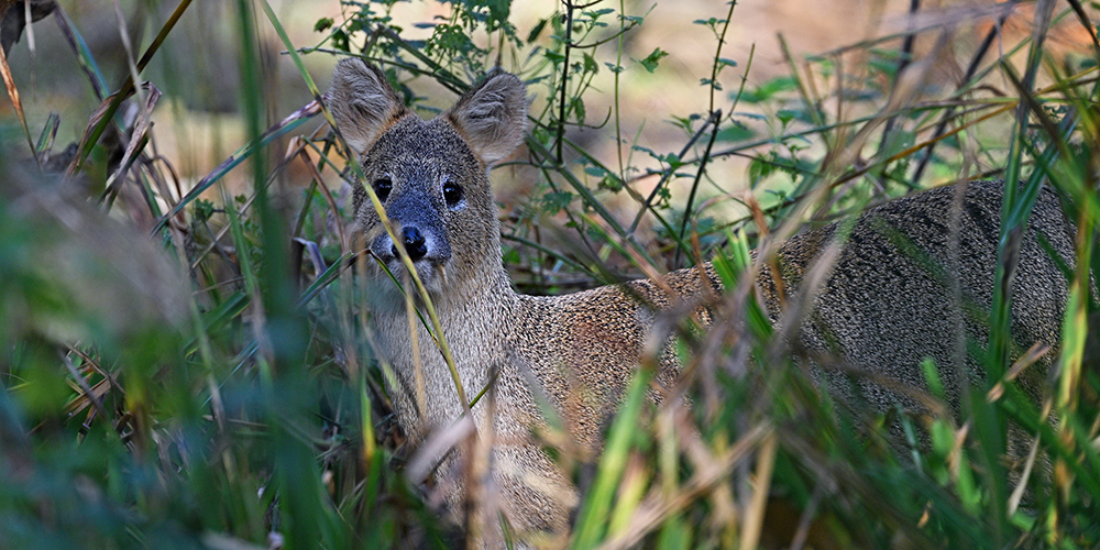 A Chinese water deer partially hidden among tall grass and foliage, looking directly at the camera with its large dark eyes and upright ears