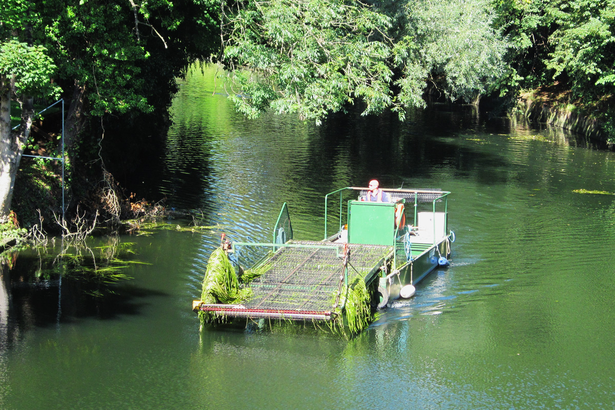 water plant cutting