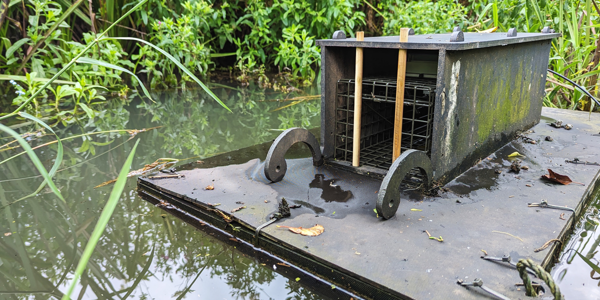 A mink trap on the upper Bure river