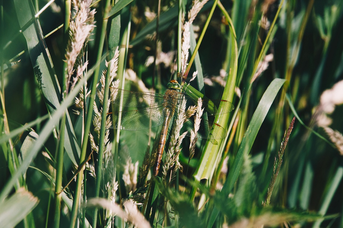 Norfolk hawker dragonfly perched on vegetation