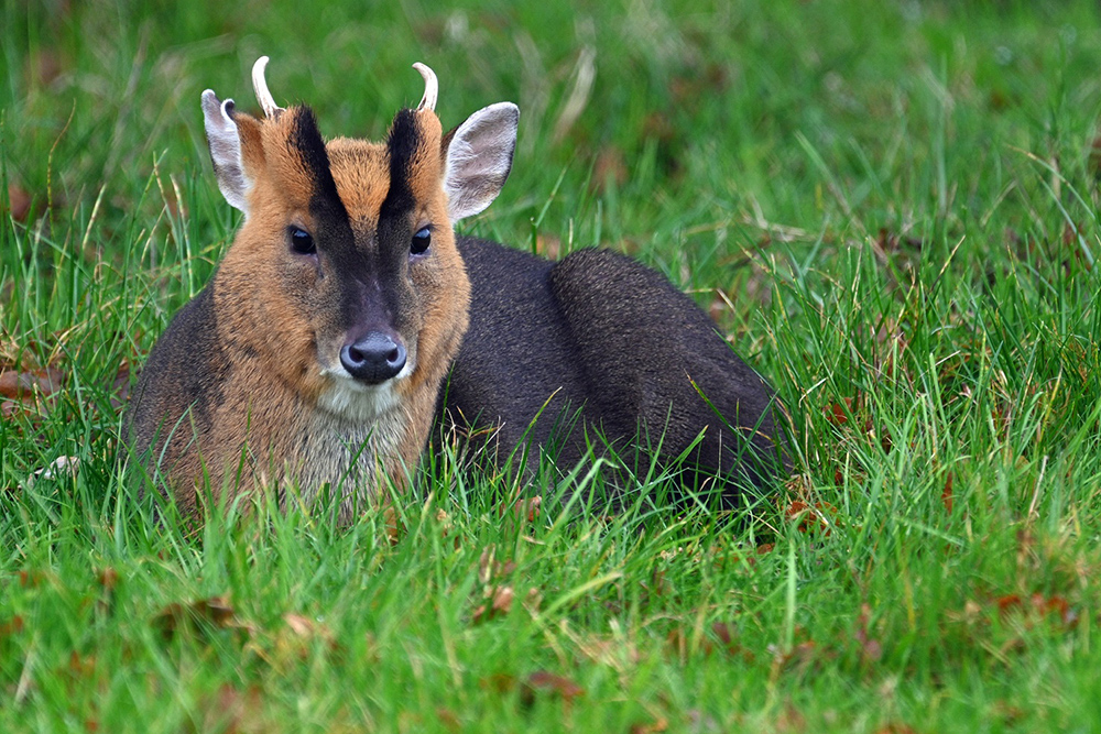 A muntjac deer resting on a grassy field, facing forward with its small antlers, distinctive dark facial markings, and reddish-brown fur clearly visible