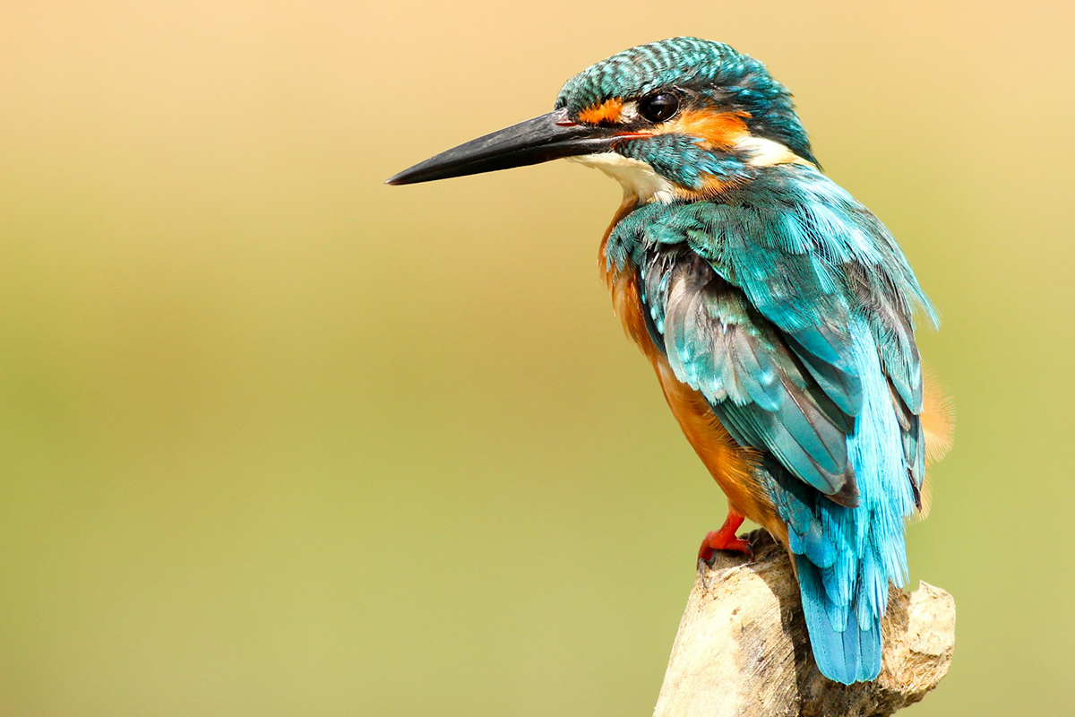 Kingfisher perched on branch © Boris Smokrovic Kingfisher perched on branch by boris smokrovic