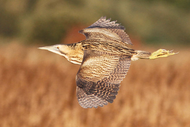 Bittern in flight