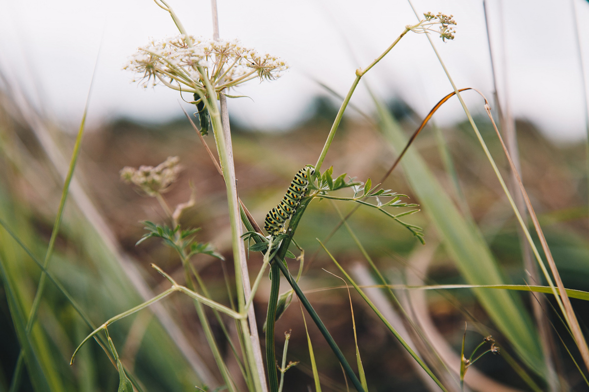 A green-coloured swallowtail butterfly caterpillar feeding on an umbelliferous milk parsley plant