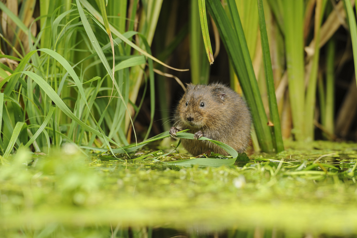 A brown-coloured water vole sat eating a piece of green vegetation looking towards the camera