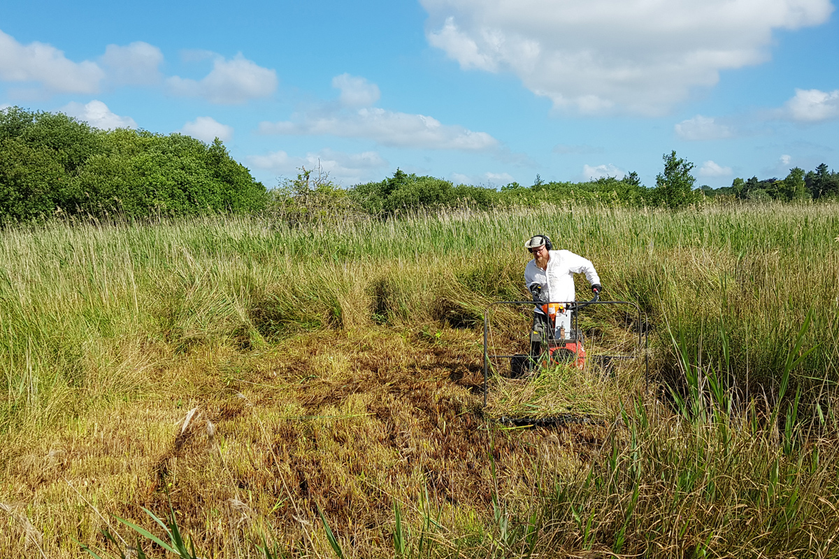 A reedcutter hard at work using machinery surrounded by reedbeds