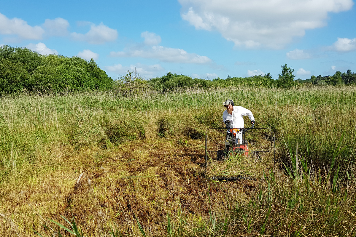 A reedcutter hard at work using machinery surrounded by reedbeds