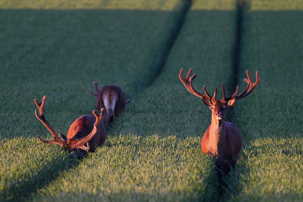 Three red deer with large velvet-covered antlers walking through green cereal crops at sunset, with one deer facing the camera in the foreground and the others ahead on parallel paths