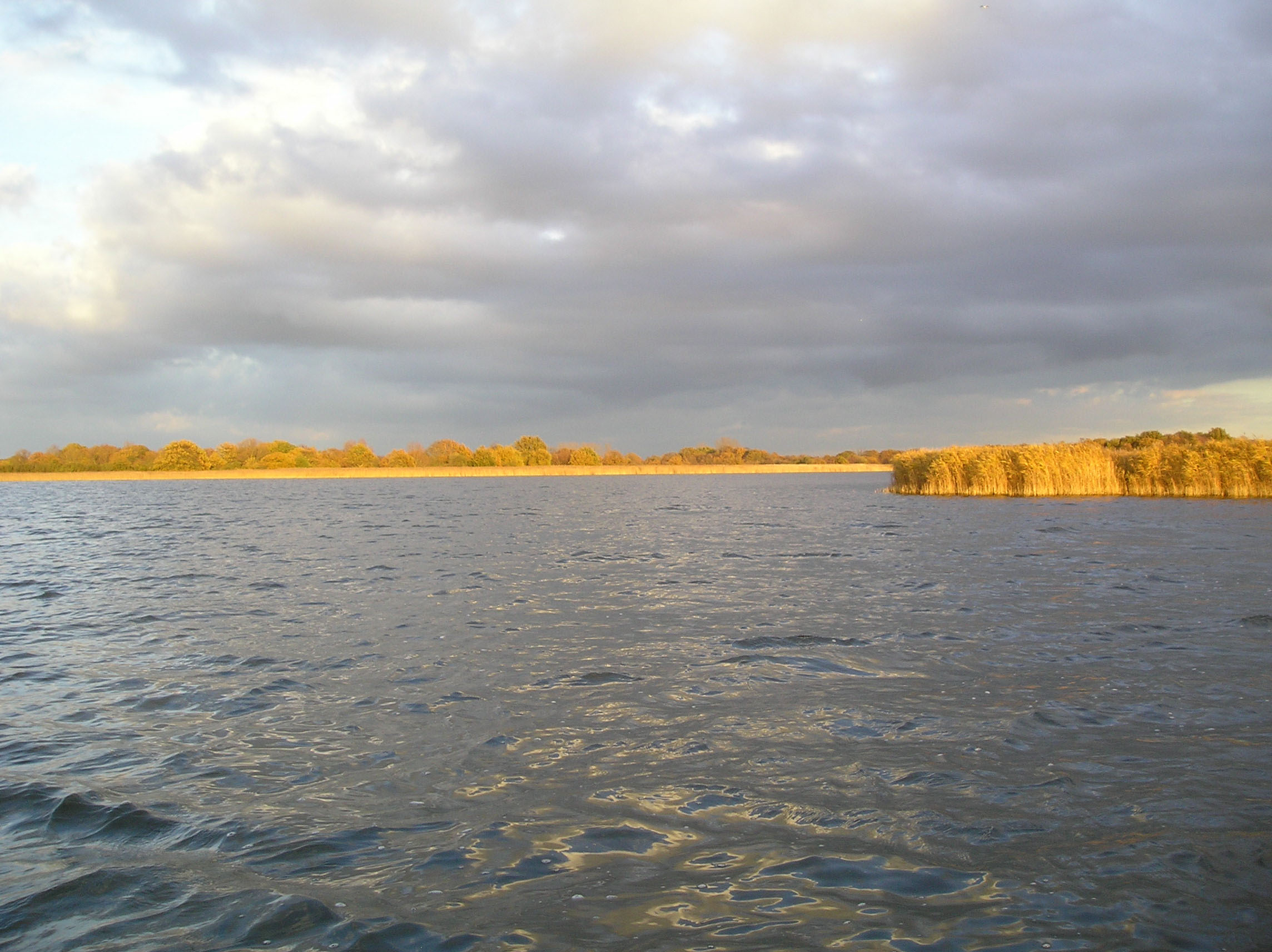 A wide view of a lake under a partly cloudy sky, with golden reeds along the shoreline lit by the sun and a line of trees in the distance.